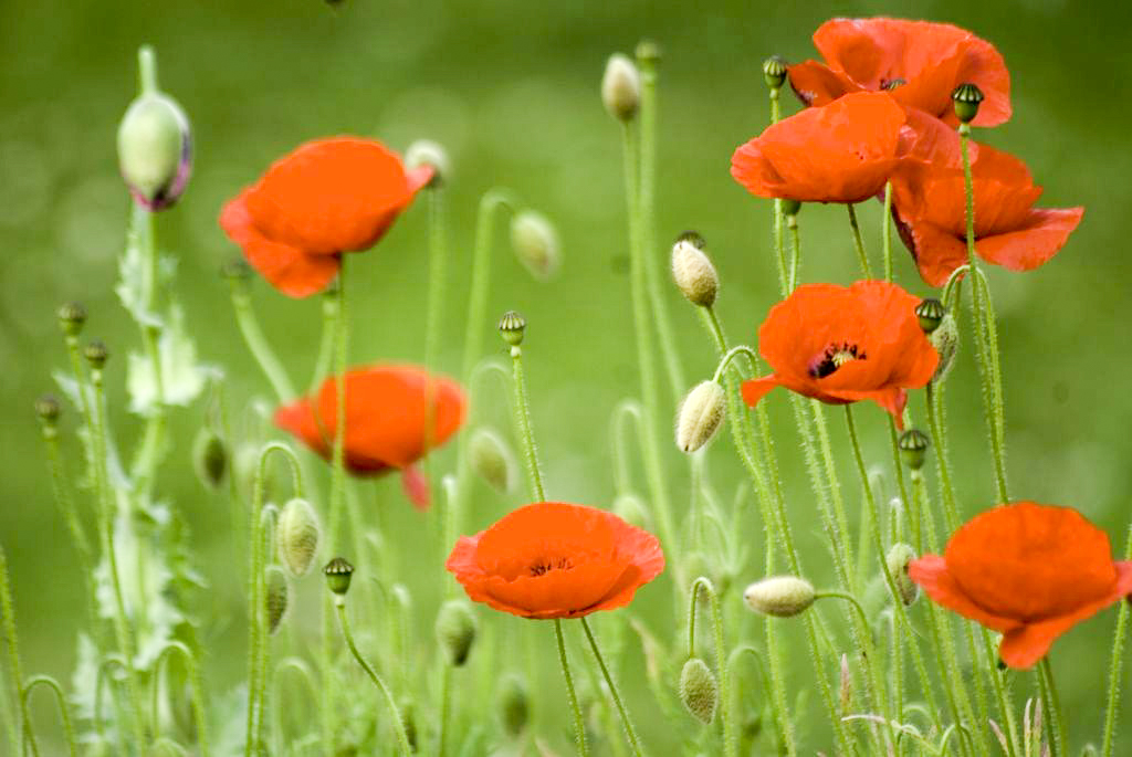 poppies